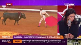 Corrida : maltraitance animale ou tradition ?