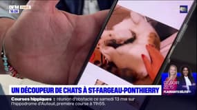 Seine-et-Marne: un découpeur de chats à Saint-Fargeau-Ponthierry