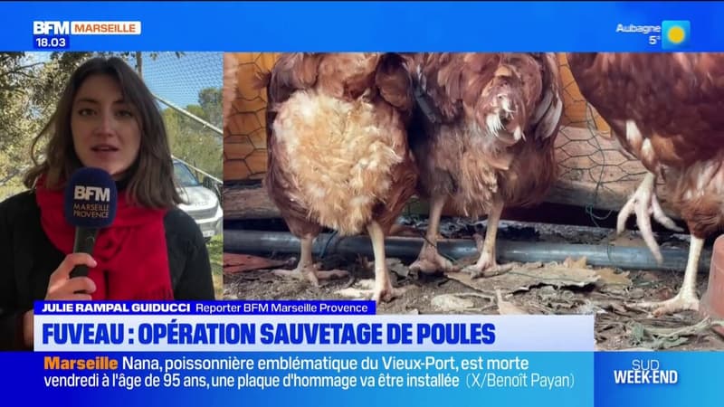 Fuveau: une opération de sauvetage de poules