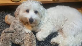 Le chien d'une famille de Hyères a été euthanasié début février, soupçonné d'être contaminé par la rage. Des soupçons plus tard démentis par le laboratoire de détection de la rage de Nancy.