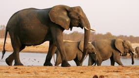 Des éléphants au Zimbabwe (photo d'illustration).