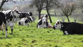 Des vaches normandes dans un pré - Illustration 