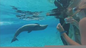 Antibes: le parc aquatique Marineland propose une plongée avec les dauphins