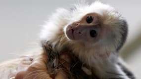 Mally, le singe capucin ayant appartenu à Justin Bieber, est désormais propriété de l'Etat allemand, la popstar canadienne n'ayant pas présenté à temps les documents nécessaires pour récupérer l'animal bloqué en douanes. L'animal avait été intercepté en m