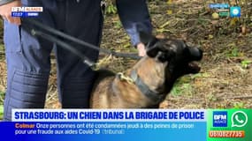 Strasbourg: un chien abandonné a intégré les effectifs de la  police municipale 