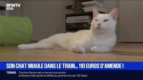 Son chat miaule lors d'un trajet en TGV, elle doit payer 110 euros d'amende