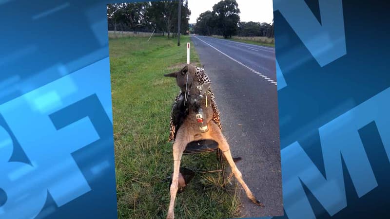 Le kangourou tué puis attaché sur une chaise au bord d'une route australienne.