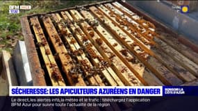 Côte d'Azur: les apiculteurs en danger