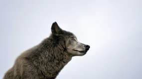 Loup (photo d'illustration)