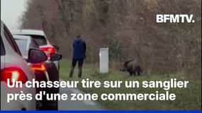 Indre: un chasseur tire sur un sanglier en bord de route à la sortie d'une zone commerciale 