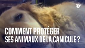 Comment protéger ses animaux de la canicule ?