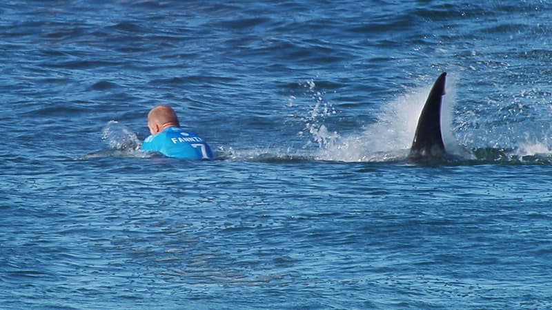 Le surfeur Mick Fanning a été victime d'une attaque de requin dimanche 19 juillet en Afrique du Sud.