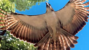 Un aigle des Philippines, pris en photo lors de son envol.