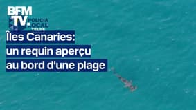 Îles Canaries: un requin aperçu au bord d'une plage  