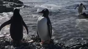 L'Antarctique fond de plus en plus vite