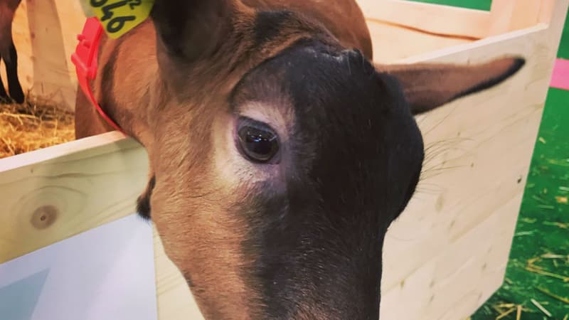 Au salon de l'agriculture samedi 23 février