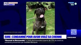 Eure: le couple qui violait sa chienne et filmait les scènes condamné à 18 mois de prison