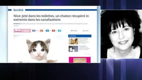 Chatons jetés dans les toilettes: "Tous les jours nous avons des signalements pour des animaux maltraités"