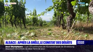 Alsace: les viticulteurs constatent les dégâts après le passage de la grêle