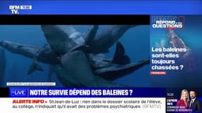 Les baleines sont-elles toujours chassées? BFMTV répond à vos questions