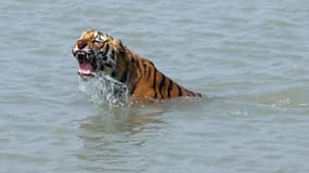 Le tigre du Bengale, en danger de mort.