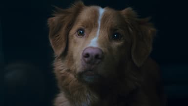 Le film d'horreur "Good boy", en salles les 10 et 11 octobre 2025