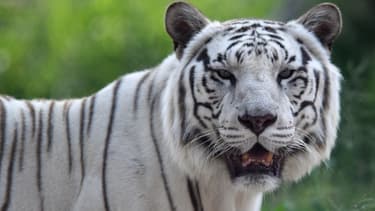 Les attaques de tigres sont extrêmement rares au Japon.
