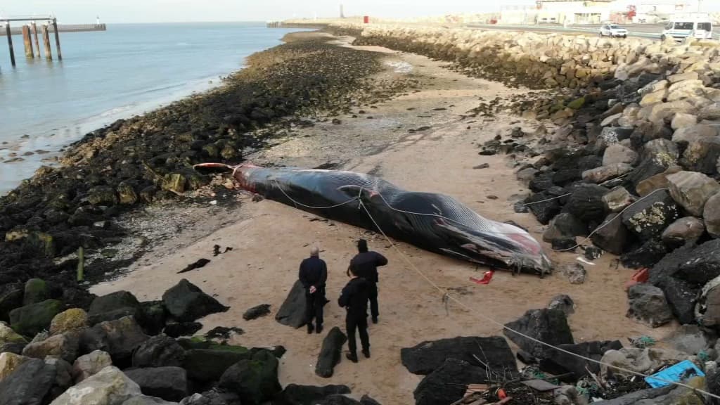 La baleine échouée à Calais. La baleine échouée à Calais.