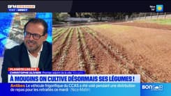 Planète locale du mercredi 8 janvier - À Mougins, on cultive désormais ses légumes !