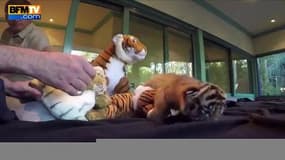 Un bébé tigre ivre de plaisir après son biberon de lait