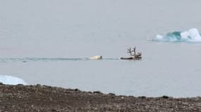 Un ours attaque un renne à la nage: pourquoi cette vidéo de chasse interroge