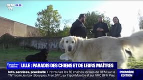 Lille, première ville de France où il fait bon vivre avec son chien d'après "30 Millions d'amis"