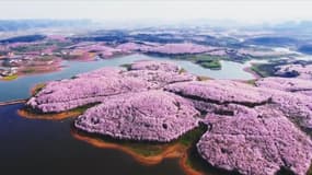 En Chine, le printemps transforme le pays en océan de fleurs