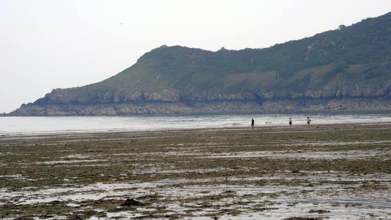 Des algues vertes sur l'îles de Plouha (Côtes-d'Armor), en juin 2011.