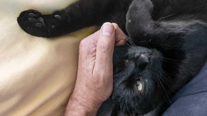 Un habitant du Val-d'Oise retrouve sa chatte perdue, 12 ans après sa disparition