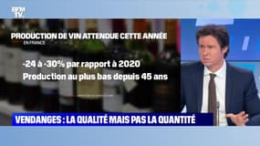 Vendanges : la qualité mais pas la quantité - 13/09