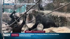 Des gorilles au zoo de Beauval