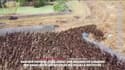 Des milliers de canards lâchés dans une plantation de riz pour la nettoyer