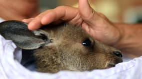 Un kangourou sauvé des incendies par un groupe de volontaires, le 9 janvier 2020 