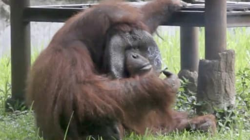 Capture d'écran à partir d'une vidéo montrant un orang-outan en train de prendre une bouffée de cigarette au zoo de Bandung, à environ 150 km au sud-est de la capitale Jakarta, le 4 mars 2018