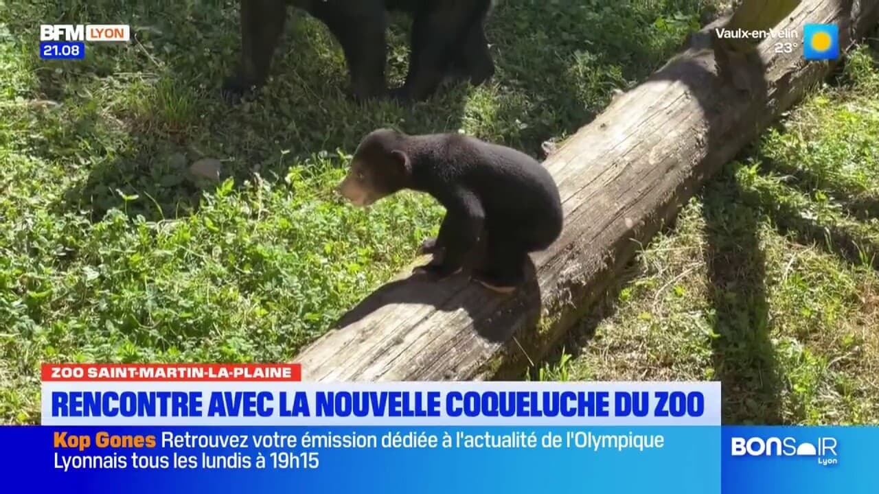 Au zoo de Saint-Martin-la-Plaine, les visiteurs peuvent désormais voir le nouveau ourson malais