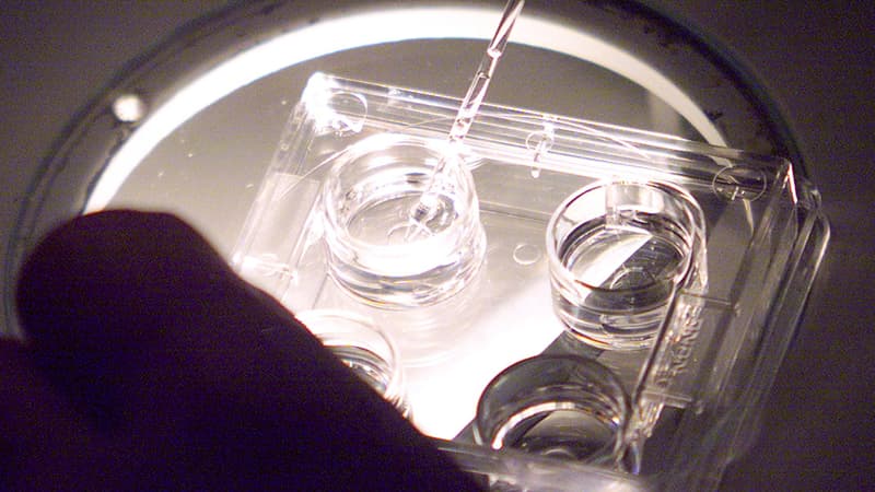 La préparation d'ovocytes en hotte stérile, dans un laboratoire.