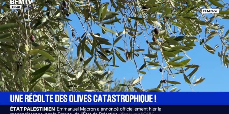 À cause des fortes chaleurs lors de la pollinisation, la récolte d'olives à Nice est catastrophique