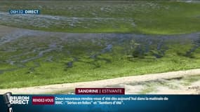 "Il n'y a personne à cause des algues vertes", de nombreuses plages bretonnes touchées par ce véritable fléau