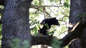 Un ours noir sur un chêne le 13 mai 2021 à San Anselmo, Californie, aux États-Unis (photo d'illustration)
