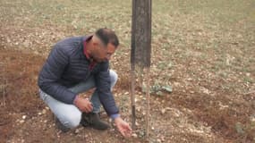 Nicolas Bousselaire constate les dégâts sur son exploitation d'oliviers, après que 700 pieds ont été vandalisés, à Saint-André-de-l'Eure, en Normandie, en août 2025