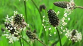 Les plantes de votre santé : le plantain