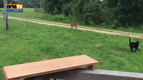 Un chien chassé par une biche