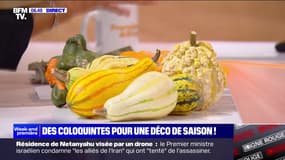 Les coloquintes, ces légumes "moches" parfaits pour la décoration d'Halloween