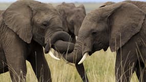 Depuis 2004, le braconnage a tué plus de 11.000 éléphants au Gabon dans la forêt tropicale du parc national de Minkebe, une amplification du phénomène imputée à la hausse de la demande d'ivoire en Asie. /Photo d'archives/REUTERS/Thomas Mukoya